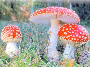 Мухомор красный (Amanita muscaria)