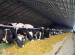 Свердловчанам увеличат субсидии на строительство животноводческих ферм