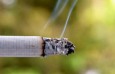 Курильщики значительно больше подвержены онкологическим заболеваниям  дыхательных путей