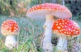 Мухомор красный (Amanita muscaria)