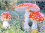 Мухомор красный (Amanita muscaria)